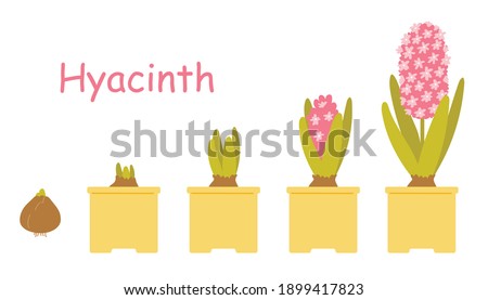Pink hyacinth in a pot. Beautiful spring potted flowers isolated on white background. Growing bulbous plants. Vector illustration in flat style Royalty-Free Stock Photo #1899417823