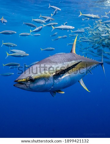 Yellowfin Tuna swimming in the blue  Royalty-Free Stock Photo #1899421132