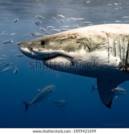 Great White Shark close up with Scarred Face  Royalty-Free Stock Photo #1899421699
