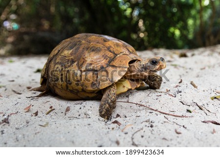 See turtle captured in Baraka Natural Aquarium, Nungwi, Zanzibar (TZ) Royalty-Free Stock Photo #1899423634