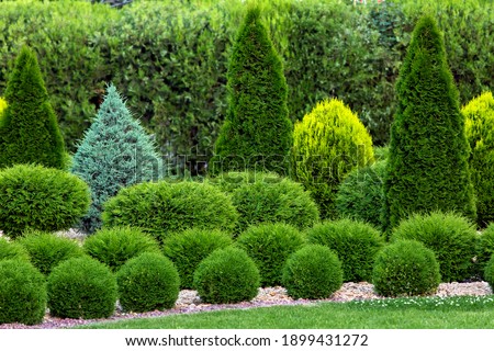 spring green plants green grass with cut bushes shape design sprinkled with natural stone mulching in a park with plants on a summer day. Royalty-Free Stock Photo #1899431272