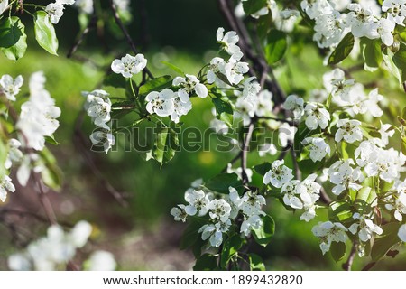 Fresh apple tree branch with white flowers in a garden. Spring concept. Sunny day, soft selective focus, copy space