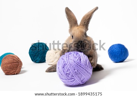 A little funny rabbit plays with a tangle of yarn for knitting. Funny photo.