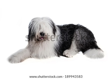 old english sheepdog isolated on white background Royalty-Free Stock Photo #189943583