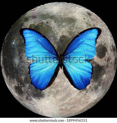 blue butterfly on the background of the planet moon on a black background. square framing. High quality photo