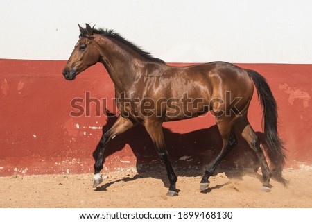 Beautiful brown gelding thoroughbred horse trotting in freedom Royalty-Free Stock Photo #1899468130