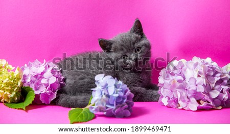 the beautiful gray kitten with bouquets hydrangea flowers