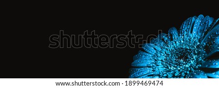 Large beautiful gerbera of blue color in drops isolated on black background with copy space, text place. Banner for a flower shop advertising. Happy holiday. Business card. Funeral symbol. Mockup.