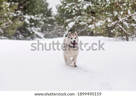 Winter photos of the dog. Siberian Husky