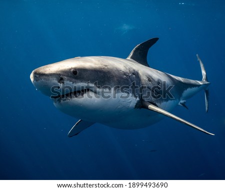 Great White Shark Close up Shot Royalty-Free Stock Photo #1899493690
