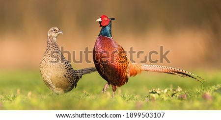 Two common pheasants, phasianus colchicus, standing close to each other during spring breeding season. Couple of cock and hen looking into camera on a sunny day from low angle perspective. Royalty-Free Stock Photo #1899503107