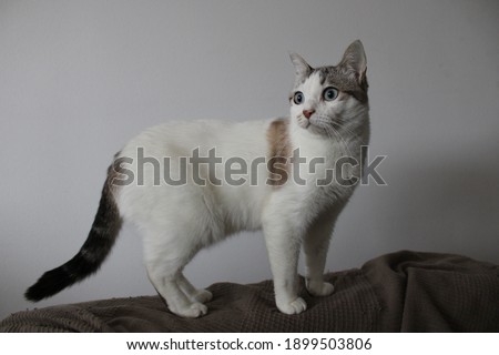 A white cat with spots standing on a sofa.