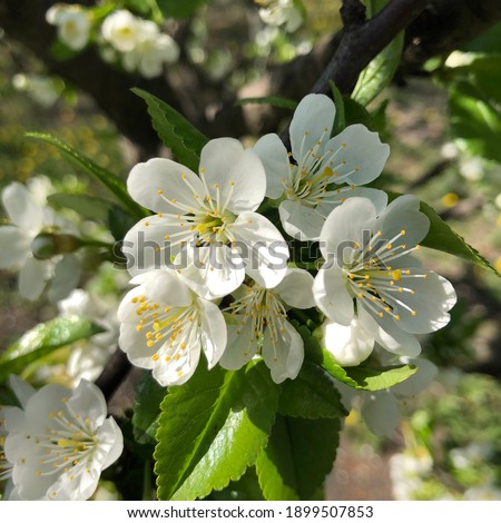 Macro photo cherry flowers. Stock photo sakura white flower