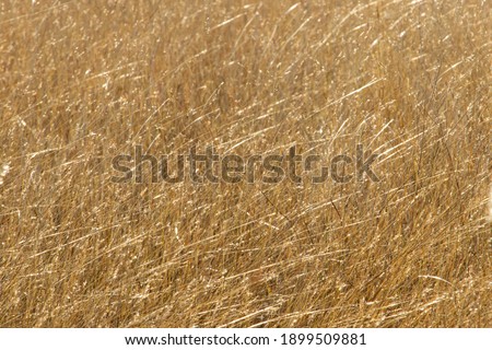 Golden grass on dry sunny day