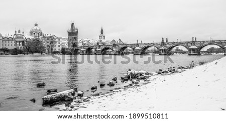 Charles Bridge and Vltava river in wintertime. Ducks in cold water. Prague, Czech Republic. Black and white image. Black and white image.
