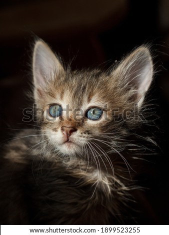 Shot of a brown-striped furry, tabby cat in sunlight. Cat's face in the light on Isolated dark background. The cat with beautiful eyes looks up. The concept of an animal that is amazed