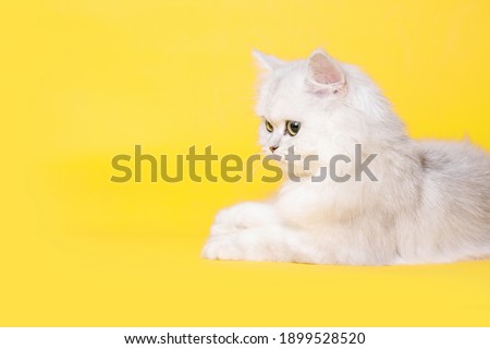 Funny large longhair white cute kitten with beautiful big eyes. 
Lovely fluffy cat on bright trendy yellow background. Illuminating color of the year 2021.