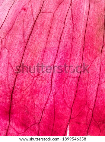 A macro photograph of a red onion skin with lots of lines and details