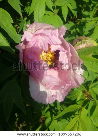 Fresh pink peony flower closeup on the bush.
