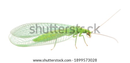 Green lacewing isolated on white background Royalty-Free Stock Photo #1899573028