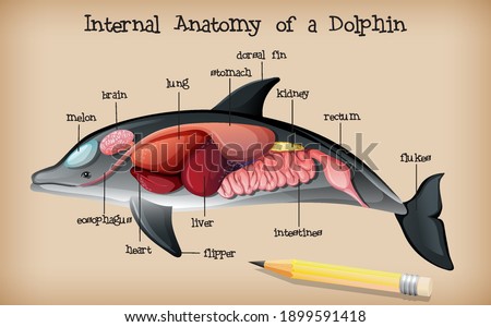Internal Anatomy of a Dolphin illustration