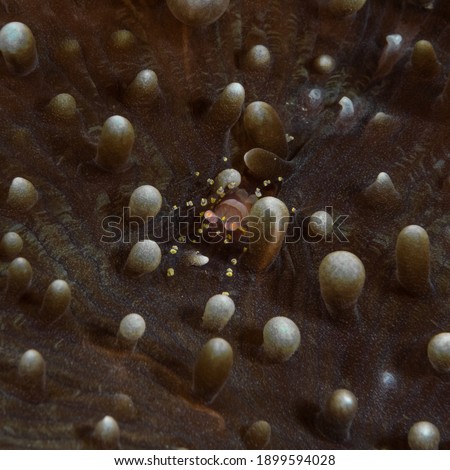 Hard Coral Shrimp, Raja Ampat, Indonesia