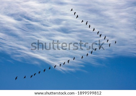 Canada geese in V formation in silhouette against sky and clouds Royalty-Free Stock Photo #1899599812