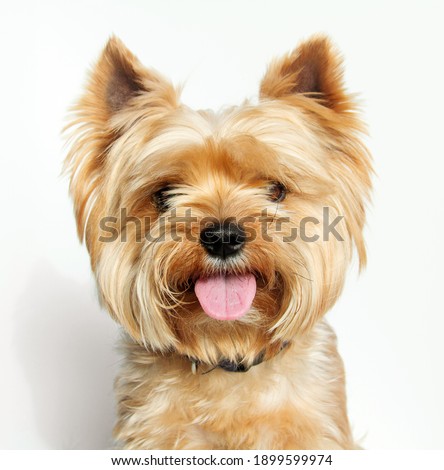 Yorkshire terrier looking at the camera, a portrait of a dog on a white background, a fluffy animal, a pet. Royalty-Free Stock Photo #1899599974