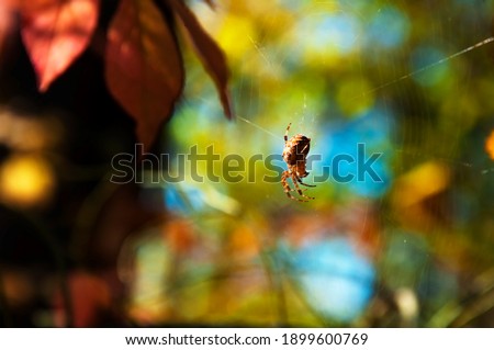 Spider hangs on cobwebs on a blury background of autumn leaves. High quality photo