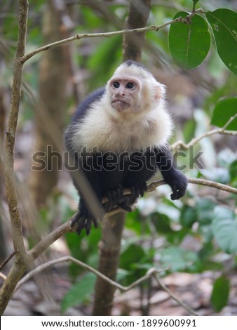 Cute capuchin monkey in a tree