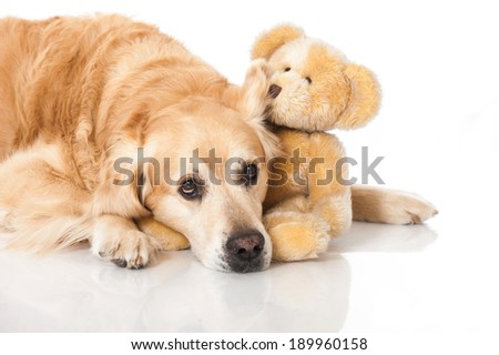 Golden retriever dog isolated on white