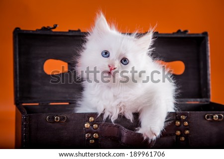 Siberian kitten on a red background