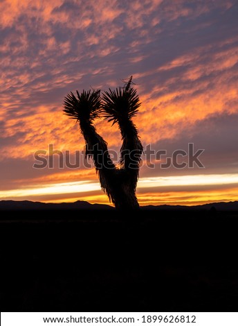 Joshua Tree Silhouette at Sunset
