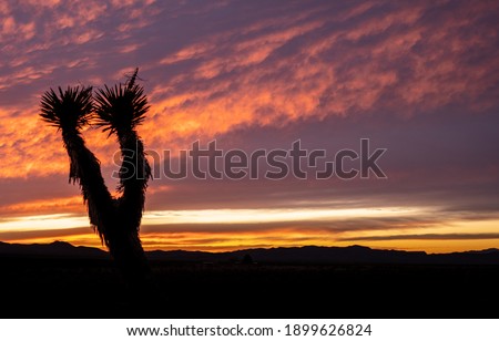 Joshua Tree Silhouette at Sunset