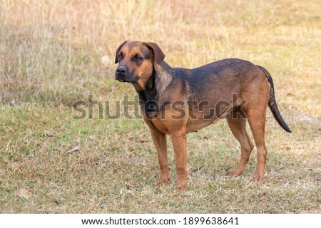 Image of brown dog on nature background. Animal. Pet.
