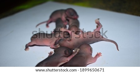 newborn rat cubs lying on a white background