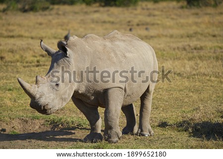 A rhinoceros stood on the grass, basking in the sun. Large numbers of animals migrate to the Masai Mara National Wildlife Refuge in Kenya, Africa. 2016.