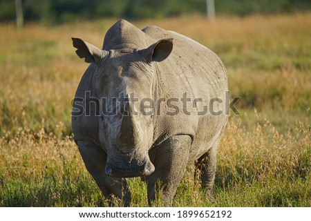 The rhino is standing on the grass with its horns facing the camera. Large numbers of animals migrate to the Masai Mara National Wildlife Refuge in Kenya, Africa. 2016.