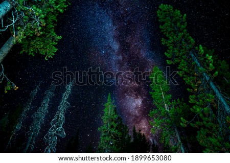 Stunning milky way galaxy above bright green pine trees. High quality photo