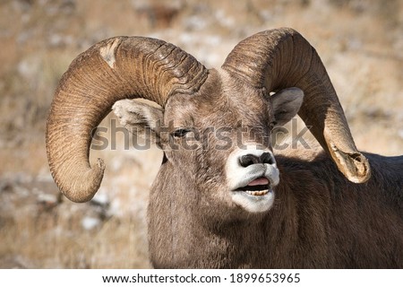 Sheep big horn facing forward headshot with a funny look  Royalty-Free Stock Photo #1899653965