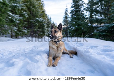 Beautiful young female German Shepherd laying down in the snow looking away waiting for her owner to take a picture of her