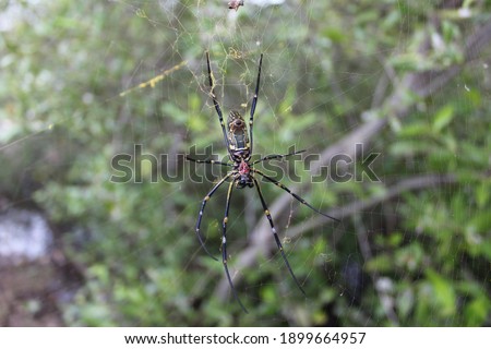 black and yellow spider in its nest close up