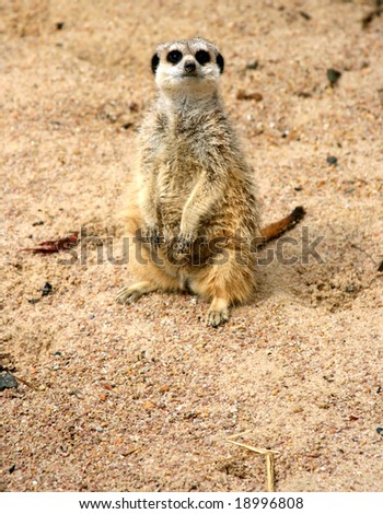 Cute meerkat (Suricata suricatta) posing for the photographer.
