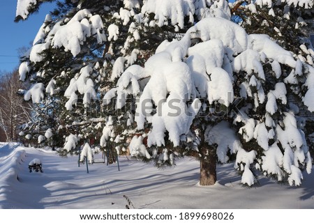 Pine branches covered in snow close-up on a sunny day. A large beautiful coniferous tree in the countryside. Calm nature. Wonderful winter landscape.