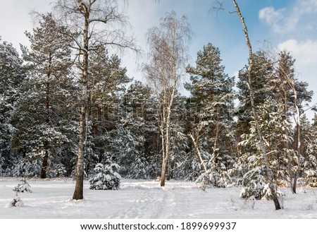 Winter forest. Snow covered trees. Beautiful nature.