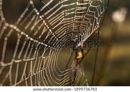 Background of the threads of a spider web with dew drops. Web macro. Abstract natural background in the sunlight with the blur. Shallow depth of field. Beautiful lines of a spider web