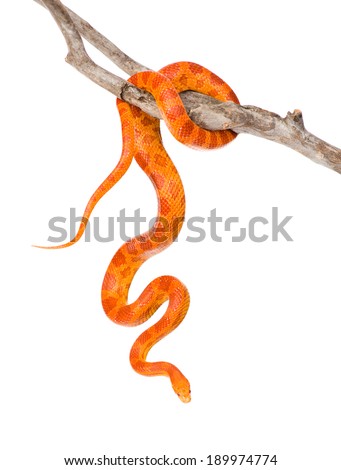  Creamsicle Corn Snake (Elaphe guttata guttata) on a dry branch. isolated on white background