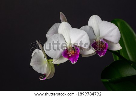 White and purple orchid with four opened buds on a black background. Branch of blooming phaleonopsis macro photo on a dark grey background.