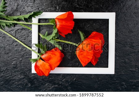 poppy flower, red poppy on black background, poppy in white frame, black background
