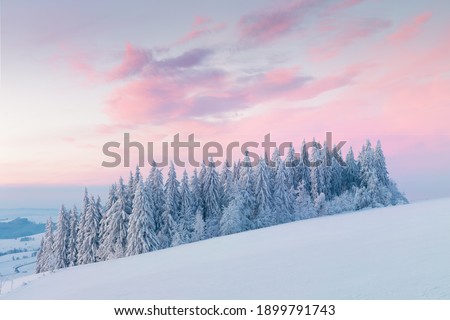 
Snowy trees in winter landscape. Orlicke mountains in winter, beautiful cold day near ski resort, Eastern Bohemia, Czech Republic. Trees covered with snow.